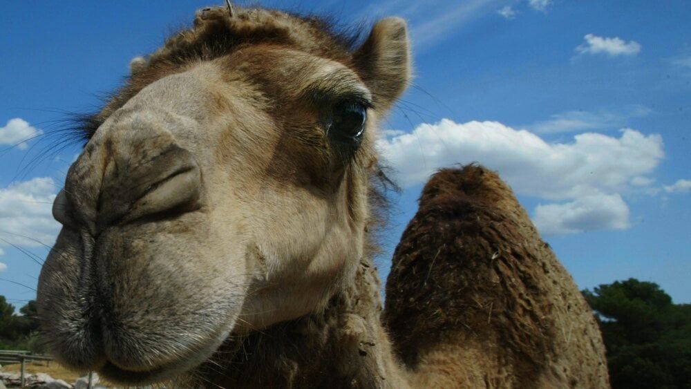 Quand les dromadaires deviennent des complices de la contrebande d'alcool à New Delhi