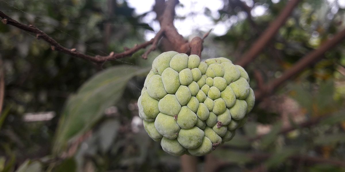 Pomme cannelle (Annona squamosa), un trésor tropical