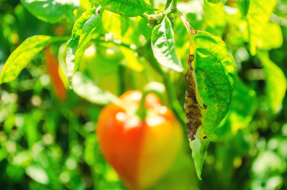 Éradiquer les bêtes d'orage : des solutions naturelles à portée de main