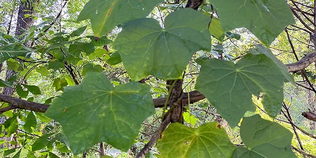 Distinguez le ménisperme du Canada
