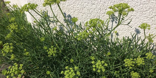 Criste marine (Crithmum maritimum) : un trésor du littoral