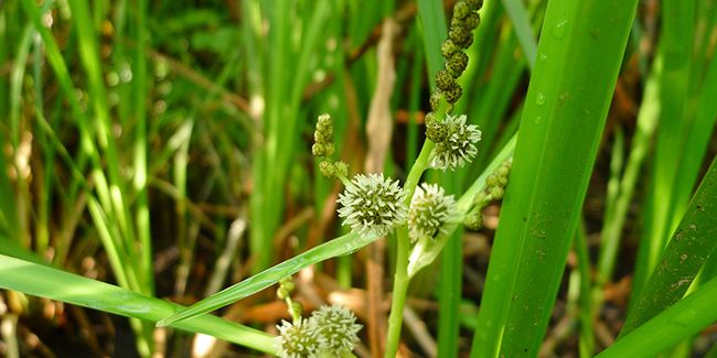 Rubanier d'eau : une plante aquatique au service de l'écologie