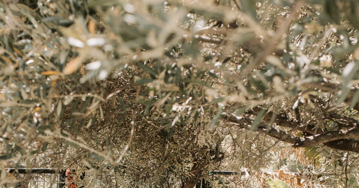 Aménagez votre jardin pour un été inoubliable