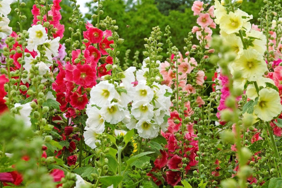 Découvrez comment vos roses trémières peuvent éblouir votre jardin dès cet été