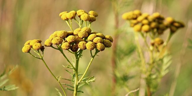 Les secrets de la tanaisie pour un potager en pleine santé