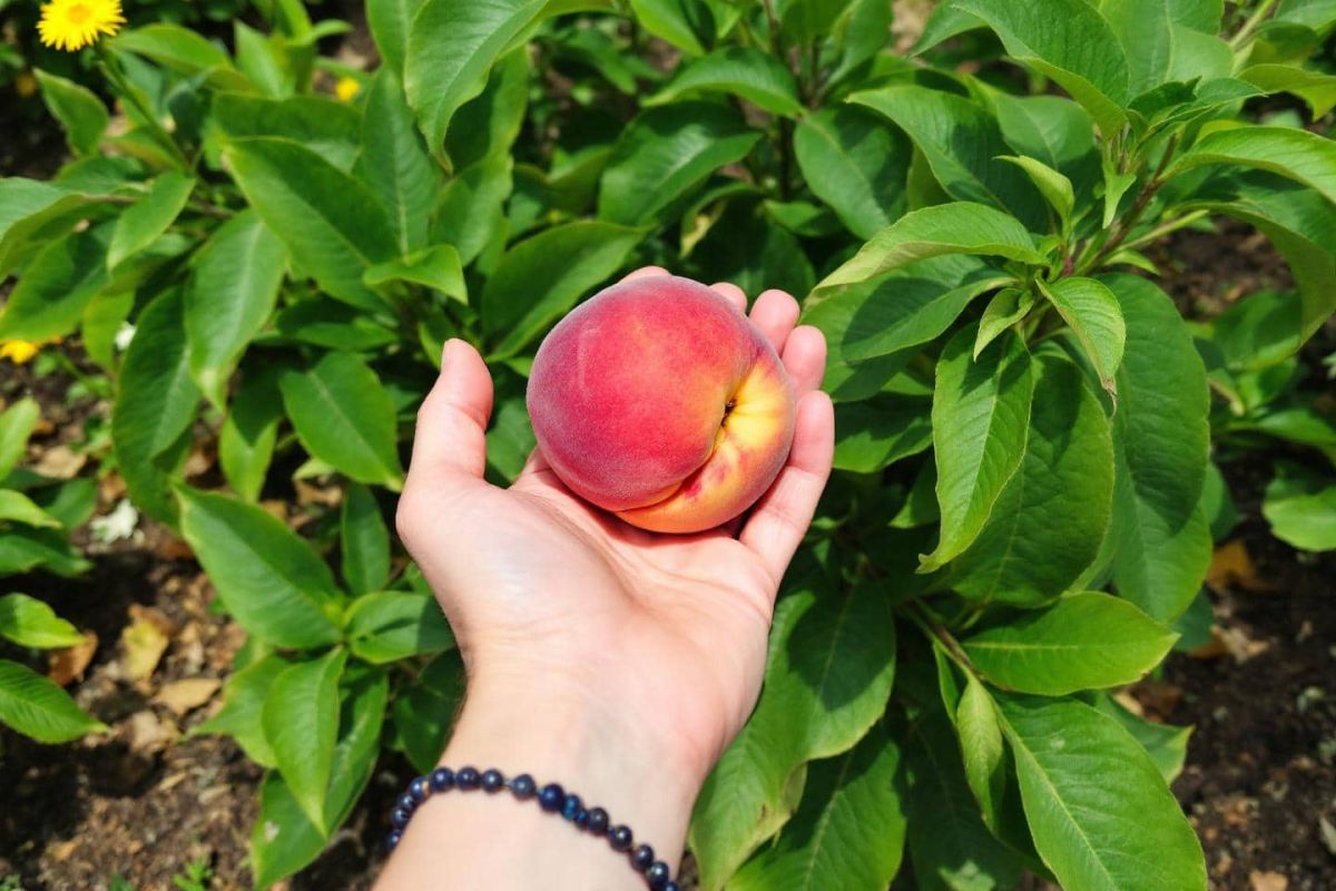 Préservez vos récoltes avec un filet anti-grêle : la solution astucieuse des jardiniers