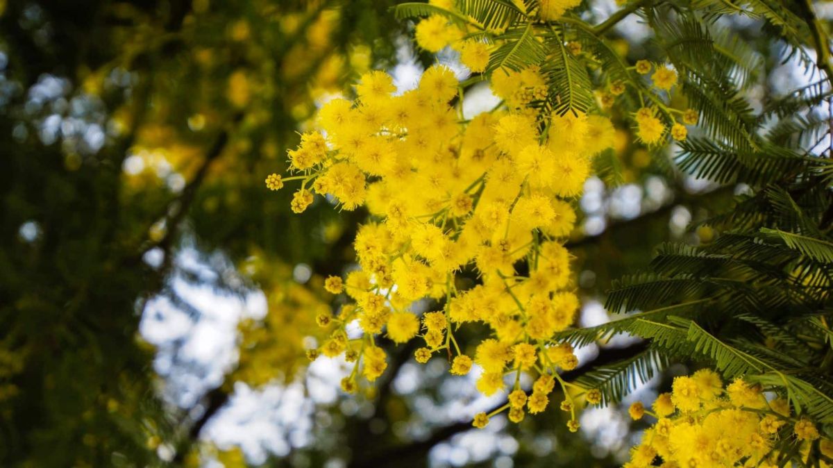 Des astuces essentielles pour un mimosa resplendissant toute l'année