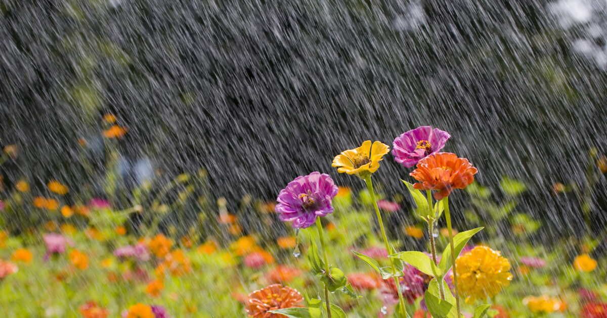 Récupérer l'eau de pluie pour un jardin épanoui