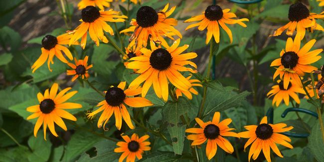 Rudbeckia : la marguerite jaune au cœur noir