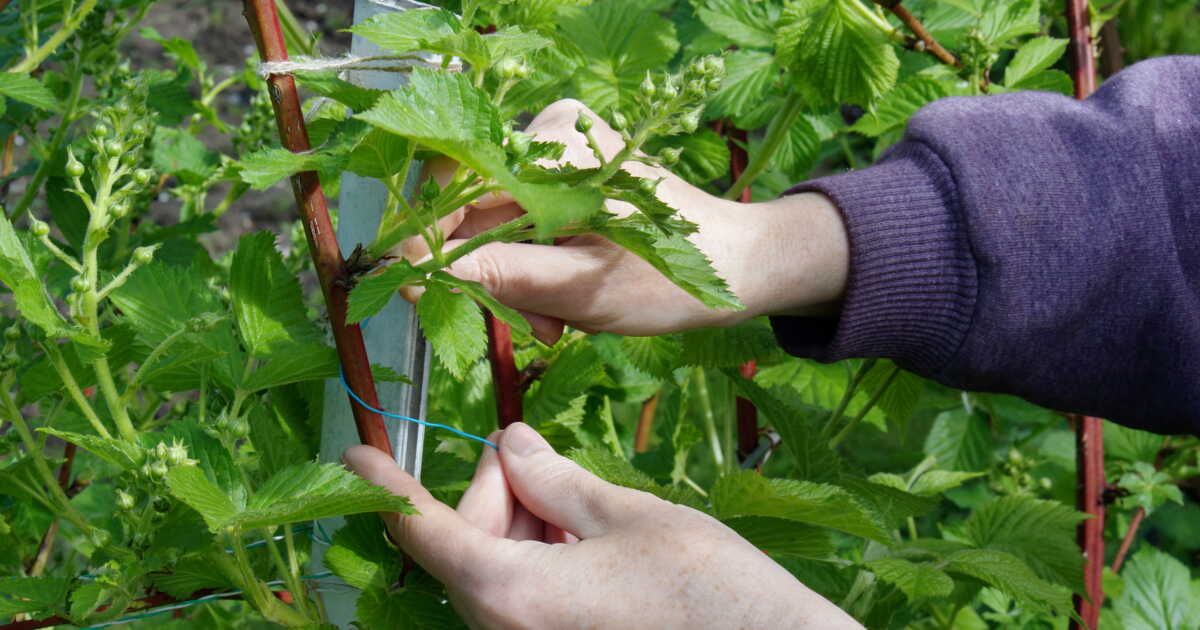 les secrets d'un palissage réussi pour vos plantes grimpantes
