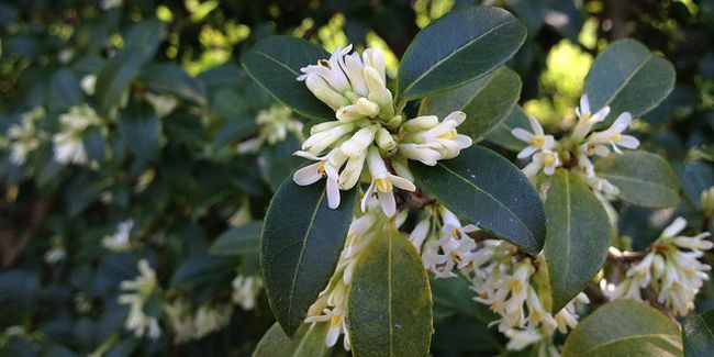 Découvrez la beauté parfumée de l'osmanthe de Burkwood