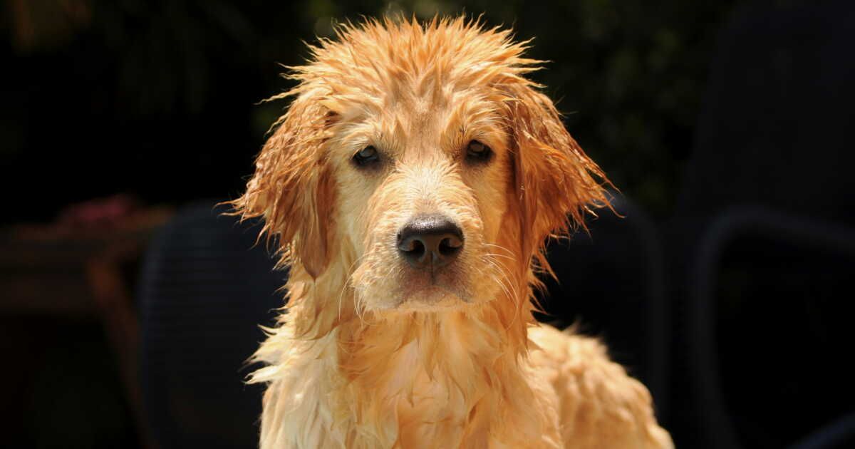 Odeur de chien mouillé : comment s’en débarrasser ?