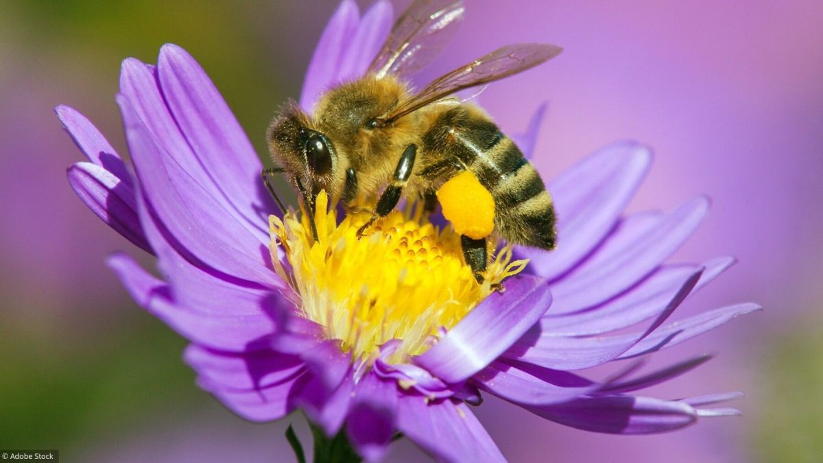Attirer les abeilles : un guide pour votre jardin