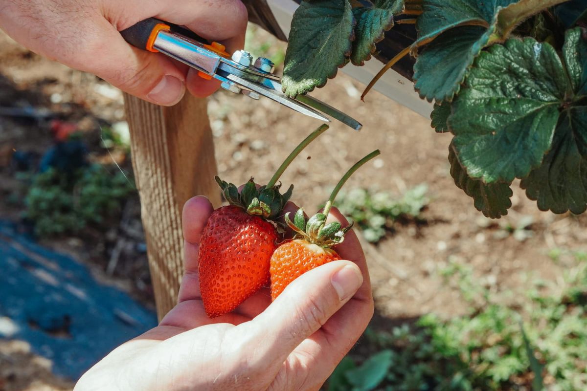 la variété de fraises qui vous fera récolter tout l'été