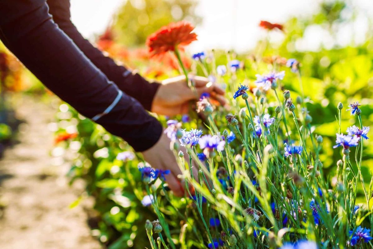 Cueillir des fleurs sauvages : ce que vous devez savoir pour éviter les amendes
