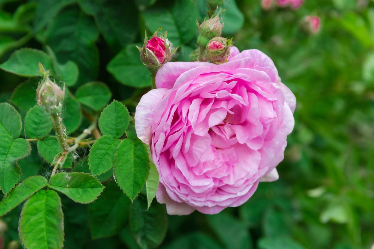 Les roses anciennes, un charme intemporel à planter dans votre jardin