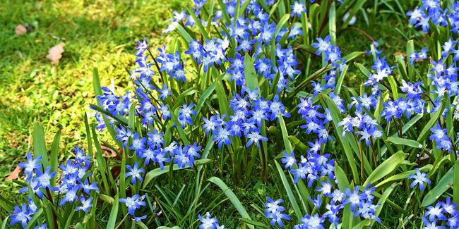 La gloire des neiges : une bulbeuse printanière à découvrir