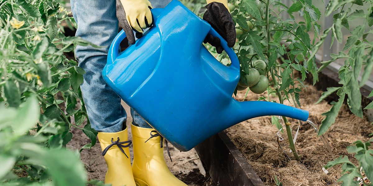 Comment bien arroser ses plantes en période de canicule : 4 astuces indispensables