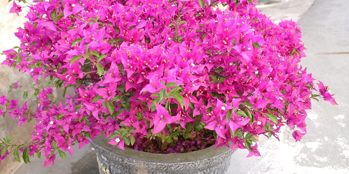Comment hiverner vos bougainvilliers : 7 astuces pour les protéger du gel