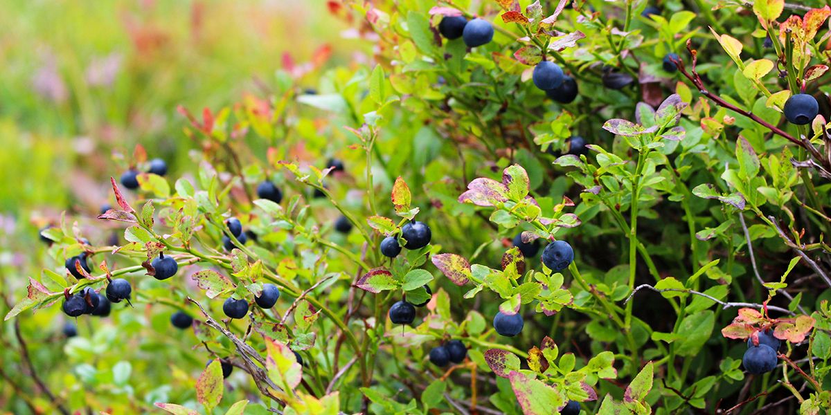 Dégustez la myrtille : le trésor des confitures maison