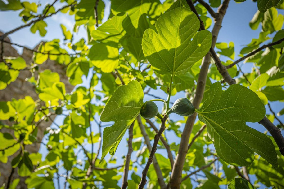 Quand les feuilles de figuier dévoilent leurs secrets insoupçonnés
