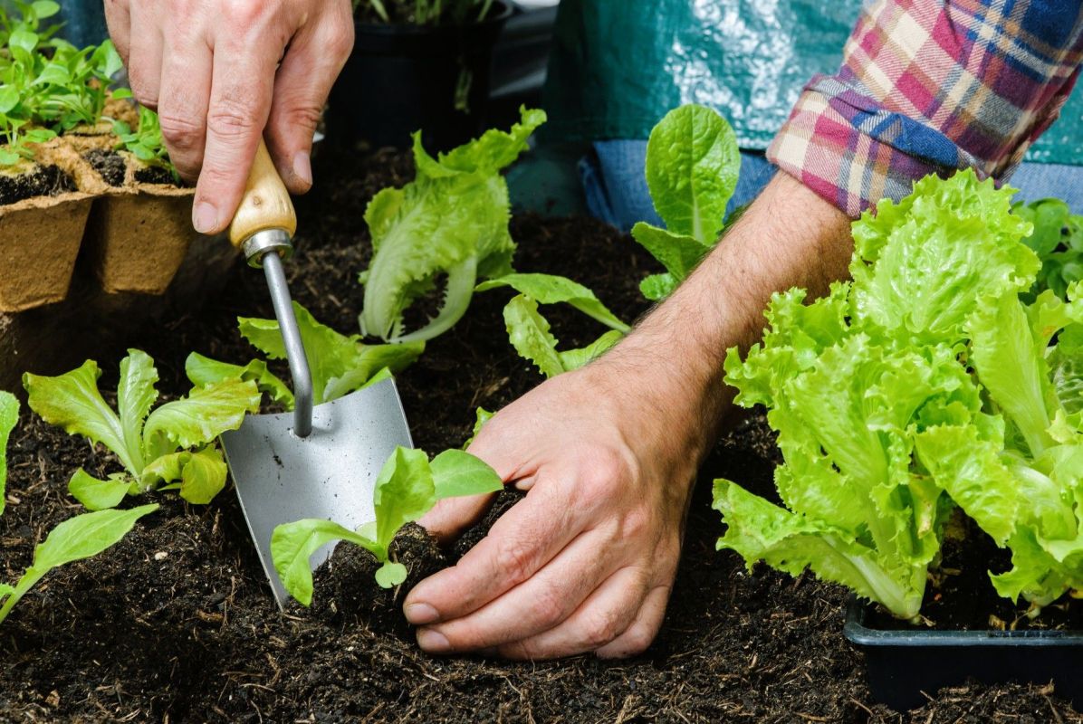Prolongez votre récolte : 7 légumes à semer cet été sans stress
