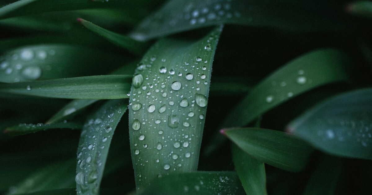 un accessoire astucieux pour maximiser votre récupérateur d’eau de pluie à 15,90 euros