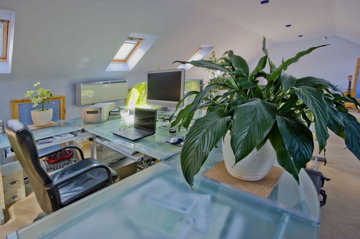 Ces plantes d'intérieur qui prospèrent dans l'ombre