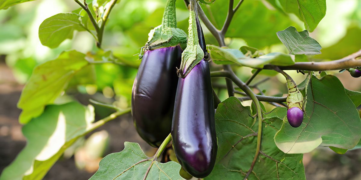 Aubergine (Solanum melongena), le légume du soleil