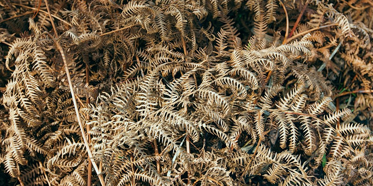 Paillage de fougères à l'automne : un geste naturel pour vos plantes