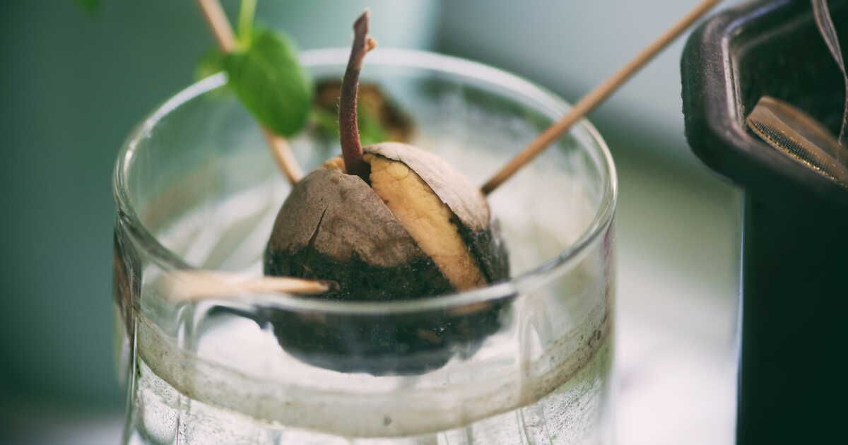 Cultiver un avocat à partir d'un noyau : guide pratique