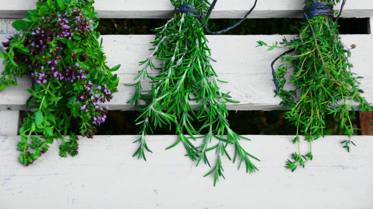 Préservez vos herbes aromatiques : idées et techniques de séchage