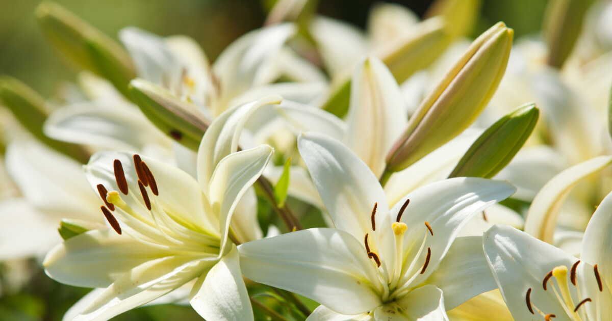 Comment garder le lys en hiver ?