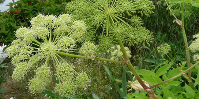 L'angélique officinale, une plante aux mille vertus