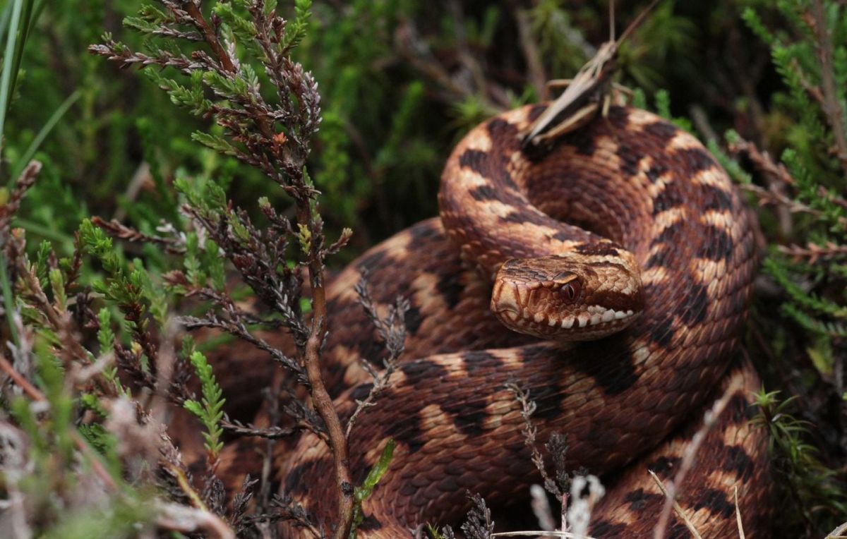 Un randonneur américain en état critique après avoir été mordu par un serpent en Isère