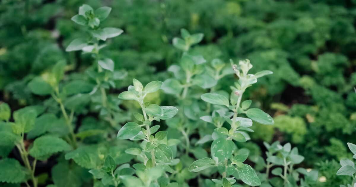 L'origan, l'herbe des saveurs méditerranéennes