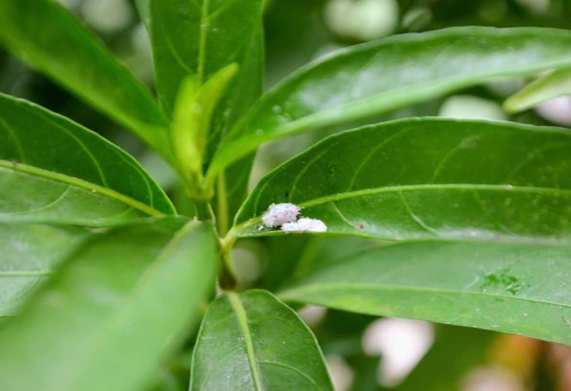 Comprendre la cochenille du citronnier et comment la combattre efficacement