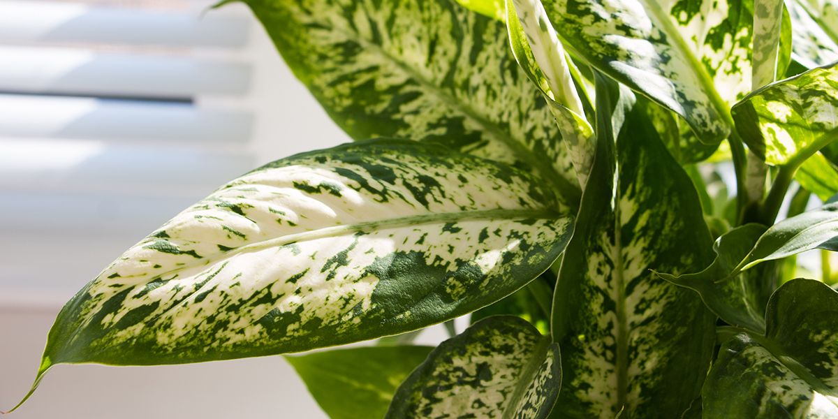Les secrets du bouturage du Dieffenbachia : guide pratique et astuces essentielles