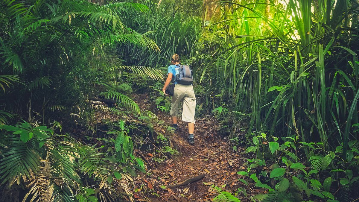 Une randonneuse disparue survit quatre jours dans la jungle