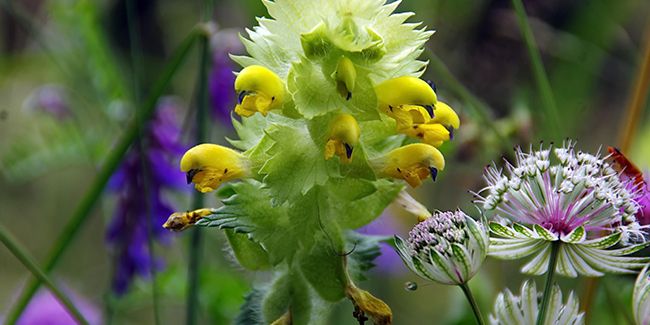 Rhinanthe crête-de-coq (Rhinanthus alectorolophus), plante semi-parasite