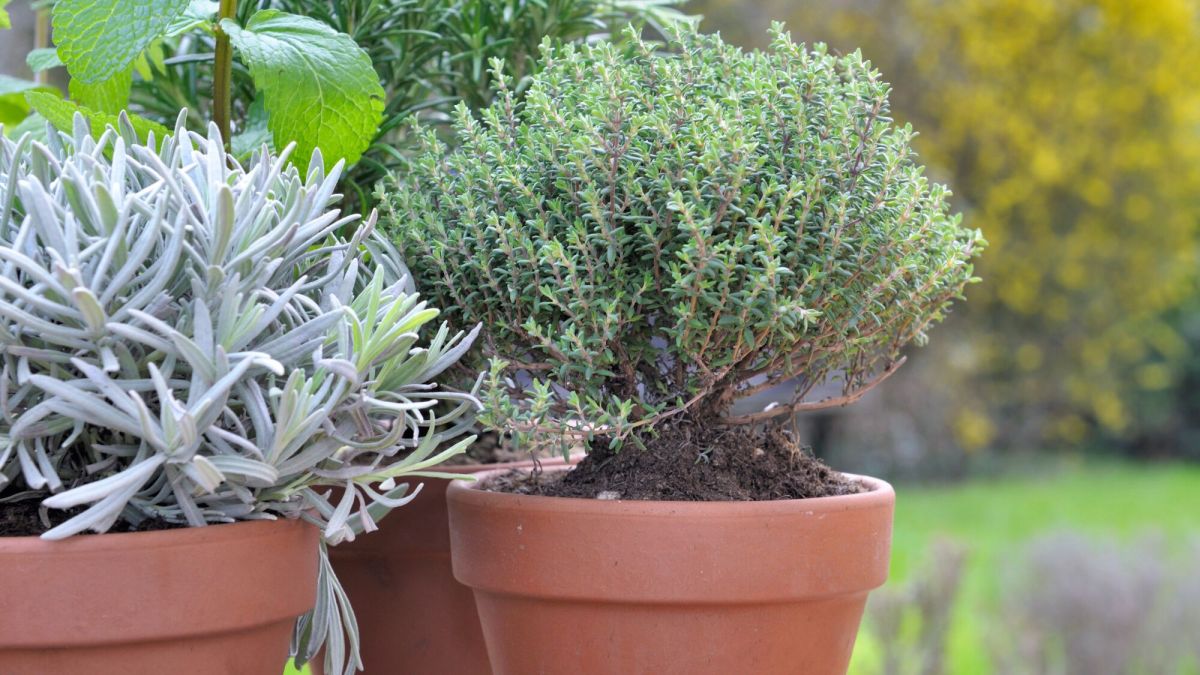 Les secrets d'une taille réussie du thym