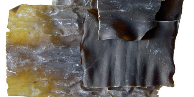 Kombu : l'algue brune aux multiples bienfaits