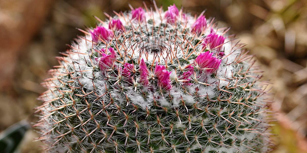 Mammilaire : le cactus incontournable à cultiver avec aisance