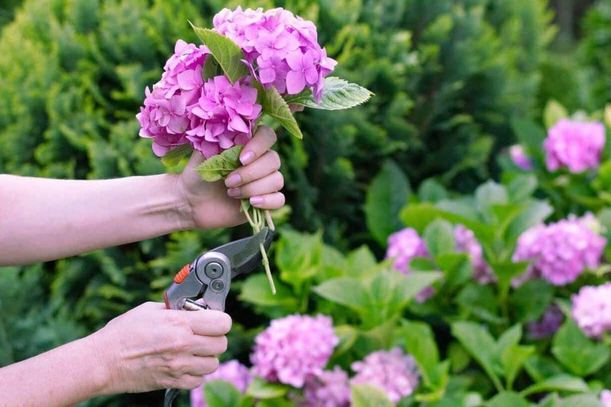 Quand et comment faire une bouture d’hortensia ? Tout savoir sur cette fleur reine des jardins