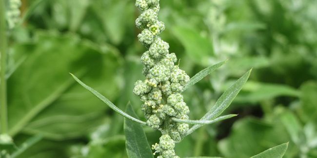 Chénopode bon-Henri (Chenopodium bonus-henricus)