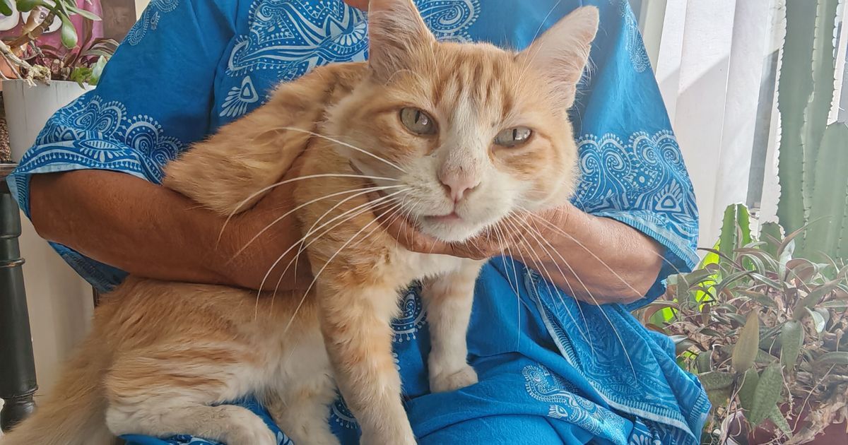 Un rare témoignage de Dominique, condamnée pour les escapades de son chat Rémi