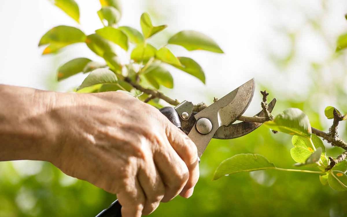 Pensez aux boutures pour embellir votre jardin cet automne