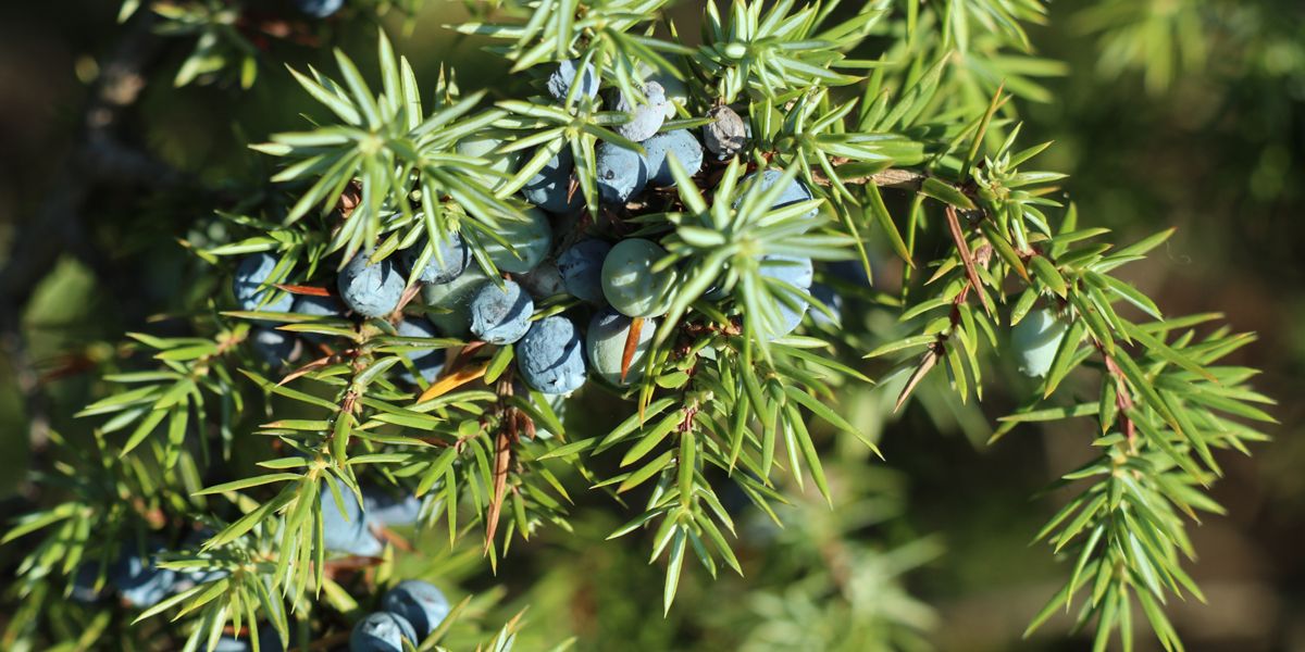 Genévrier commun : un trésor aux vertus multiples