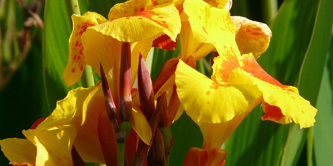 canna : la plante tropicale aux couleurs éclatantes