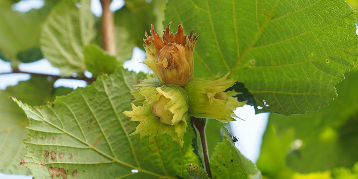Le noisetier, un allié gourmand et magique